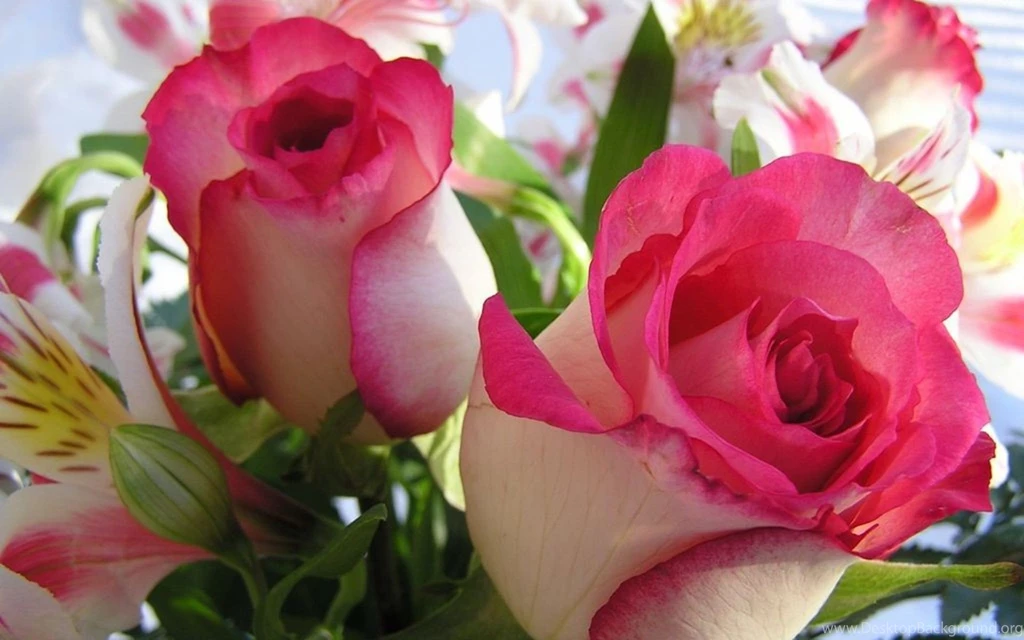Flowers Love Wallpapers HD Wallpapers