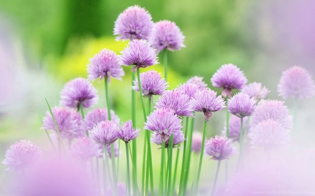 35+ Beautiful Free Flowers Wallpapers HD For Download