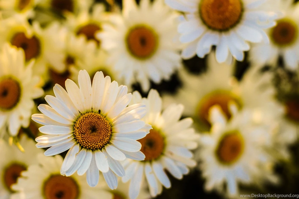 Flower Wallpapers · Pexels · Free Stock Photos