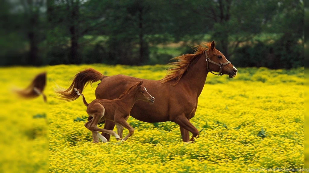 1920x1080 horse desktop wallpaper 978585838.jpg