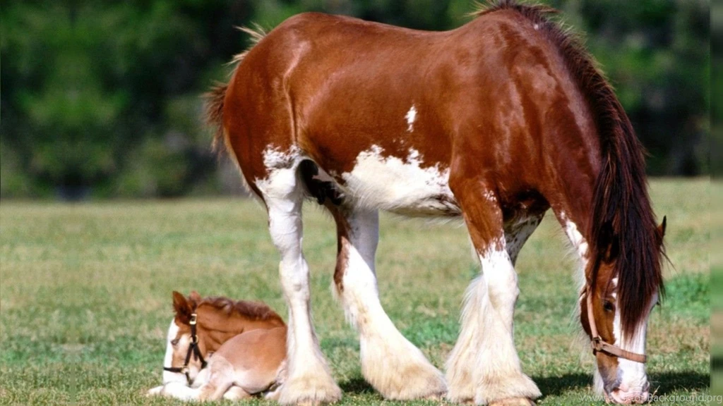 Horses: Stallion Cavalo Mare Animals Powerful Gorgeous Foal Horse ...