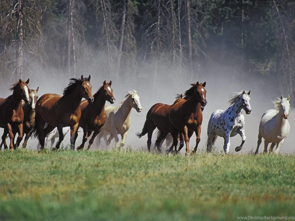 Wild Horses Desktop Wallpapers
