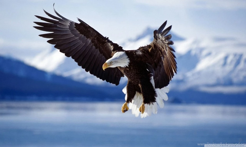 Bald Eagle HD Desktop Wallpapers : Widescreen : High Definition ...