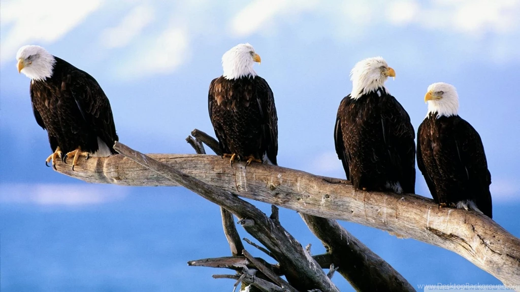 High Definition Eagle Wallpapers For Free Download