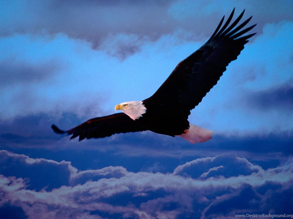 Eagles Wallpapers High Definition