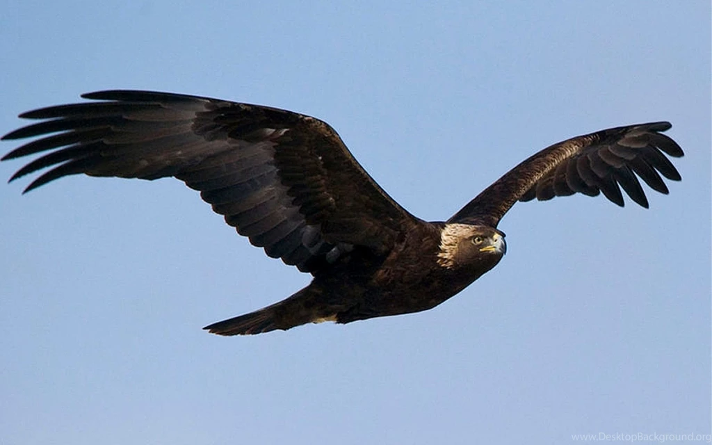 The Eagles Photos Wallpapers