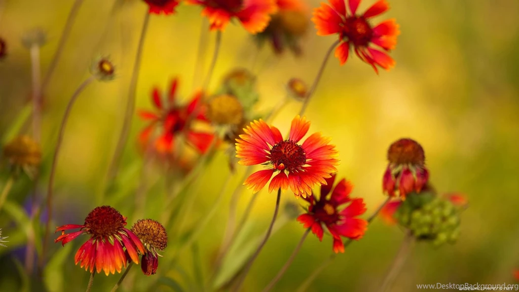 Flowers Hd Wallpapers Download HD Wallpapers Lovely