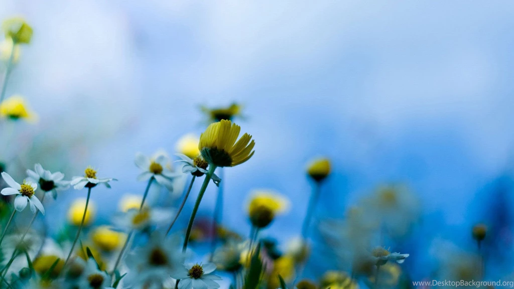 20+ HD Beautiful Flowers Wallpapers Free Download