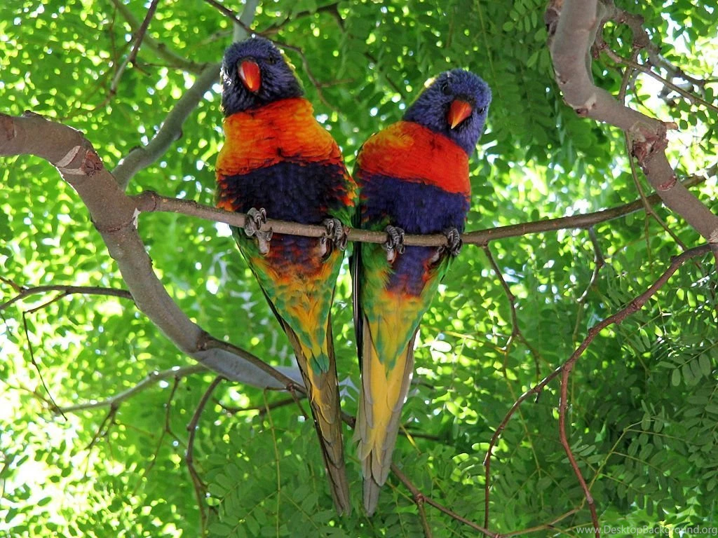 Rainbow lorikeet bird hd wallpapers free download.jpg