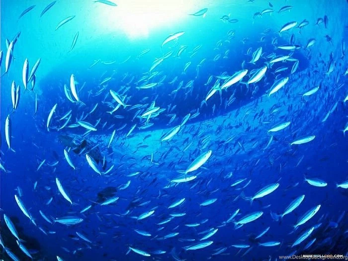 The Blue Ocean & Island Wallpapers   Wallcoo.net