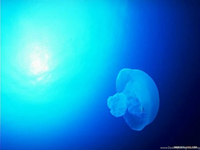 Blue Ocean Wallpapers & Ocean Animals Wallpaper6   Wallcoo.net