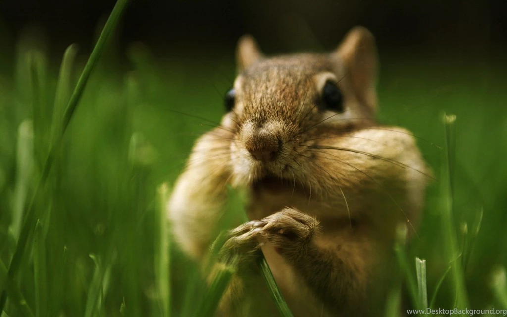 Baby Chipmunk   Wallpaper.