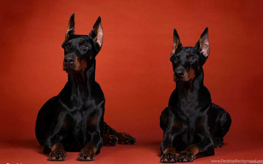 Doberman HD Wallpapers