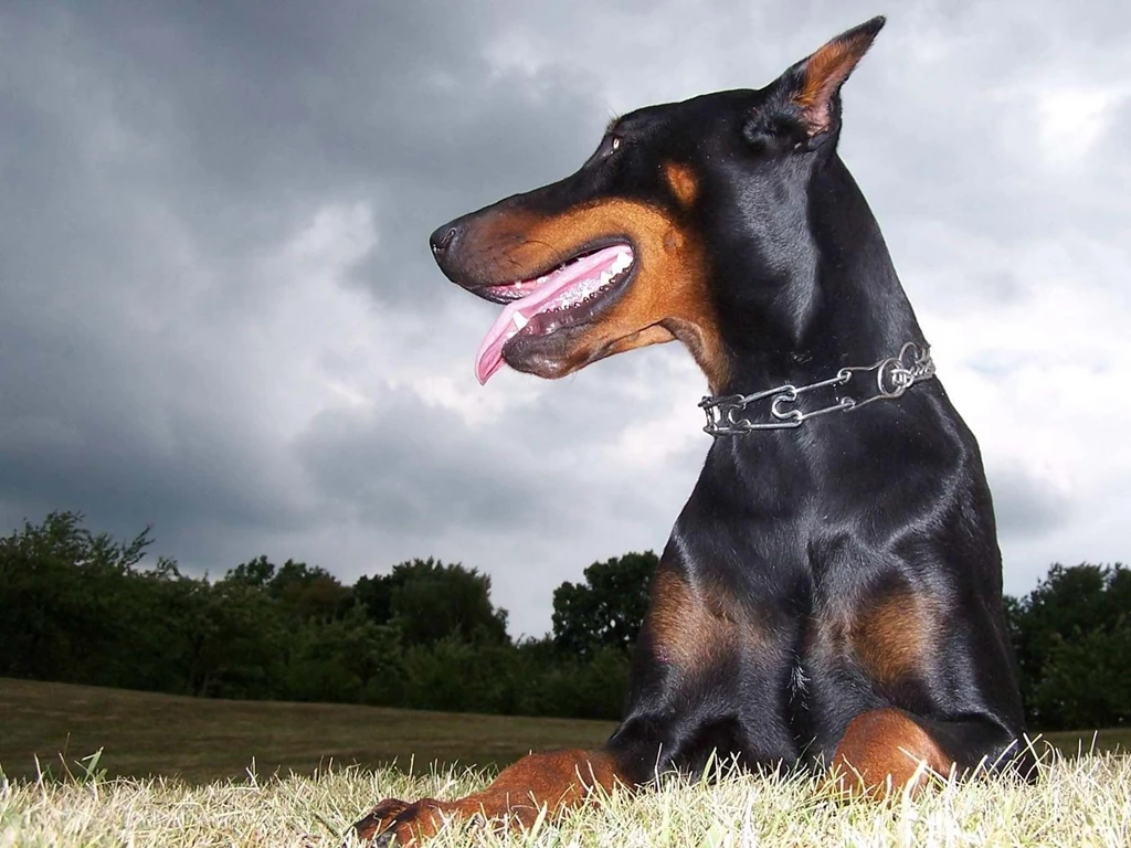 Animals Dogs Doberman Pinscher Doberman Wallpapers