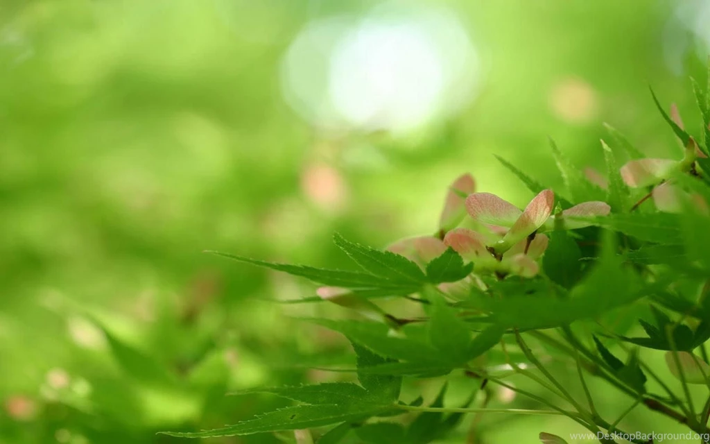 Nature Wallpapers For PC Hd