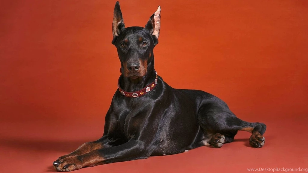 Full HD 1080p Doberman Wallpapers HD, Desktop Backgrounds 1920x1080