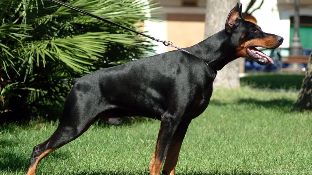 Full HD 1080p Doberman Wallpapers HD, Desktop Backgrounds 1920x1080