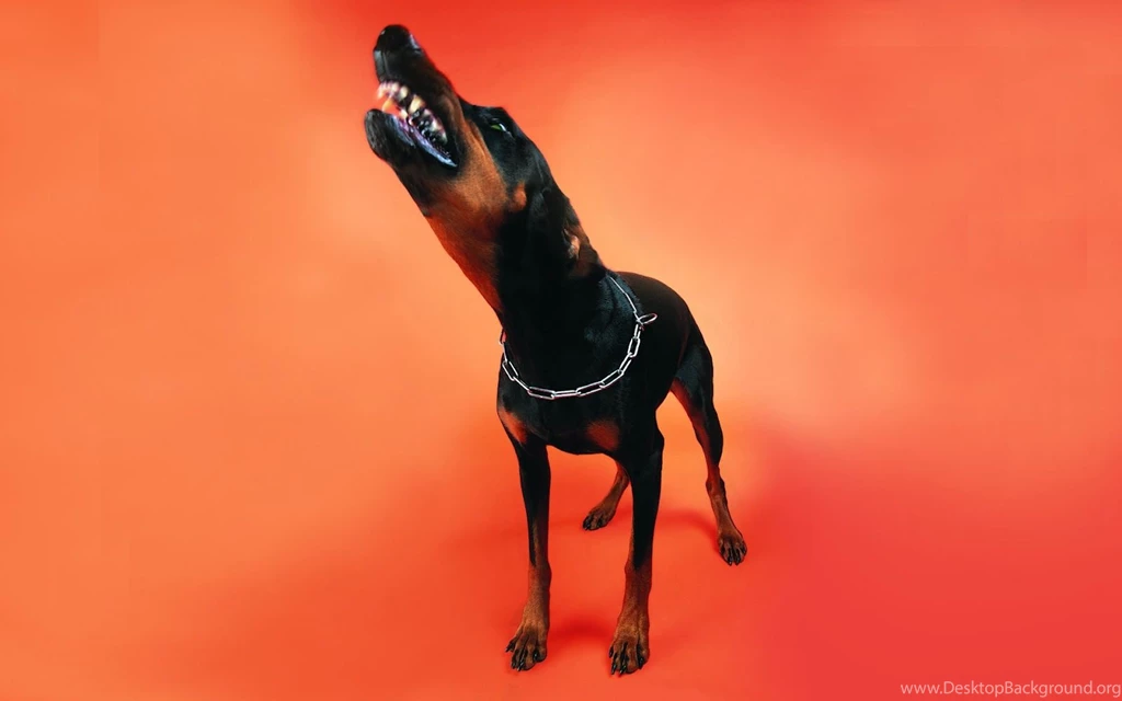High Resolution Wallpaper: Funny Cats & Dogs Wallpapers