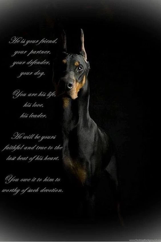 Dogs On Pinterest