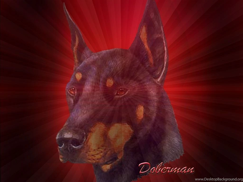 Doberman Wallpapers 1024