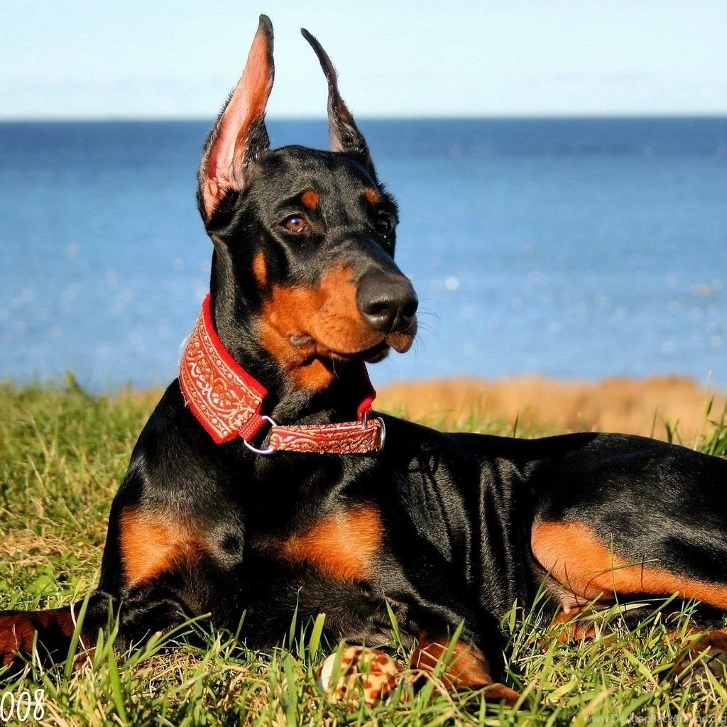 Doberman Pinscher HD Images