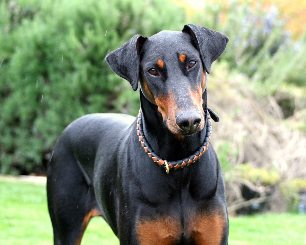DOBERMAN PINSCHER Dog Dogs Wallpapers