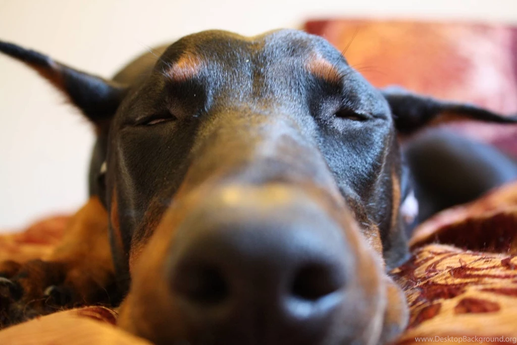 DOBERMAN PINSCHER Dog Dogs Wallpapers