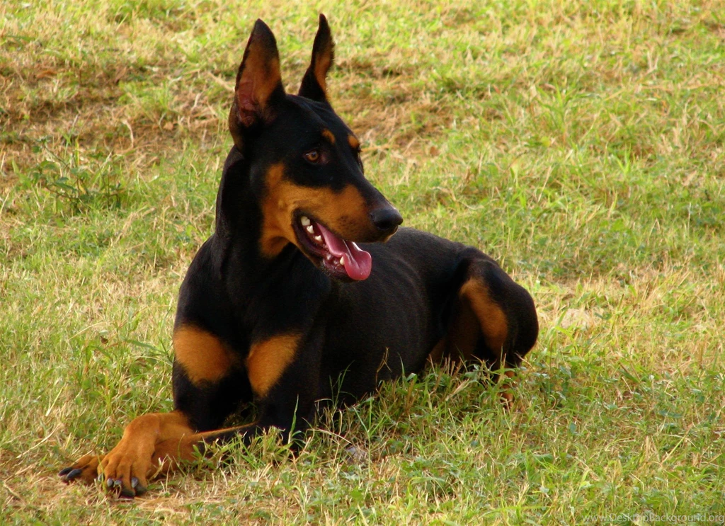 Happy Doberman >> HD Wallpaper, Get It Now!