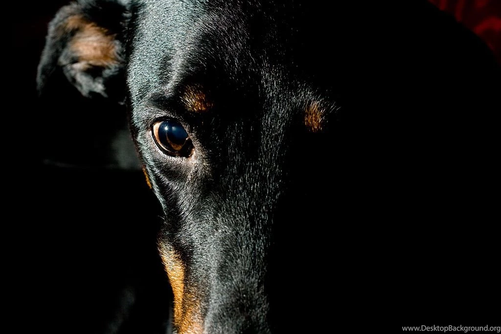 Doberman Puppy By Rad0s On DeviantArt