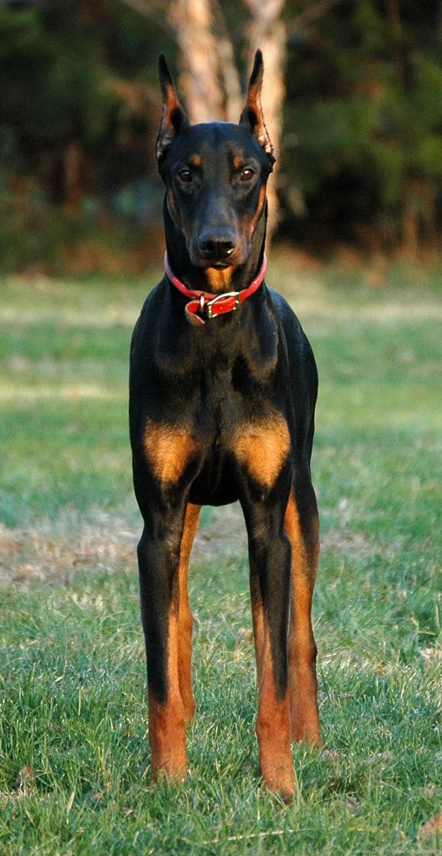 Doberman Pinscher Photos And Wallpapers. The Beautiful Doberman ...