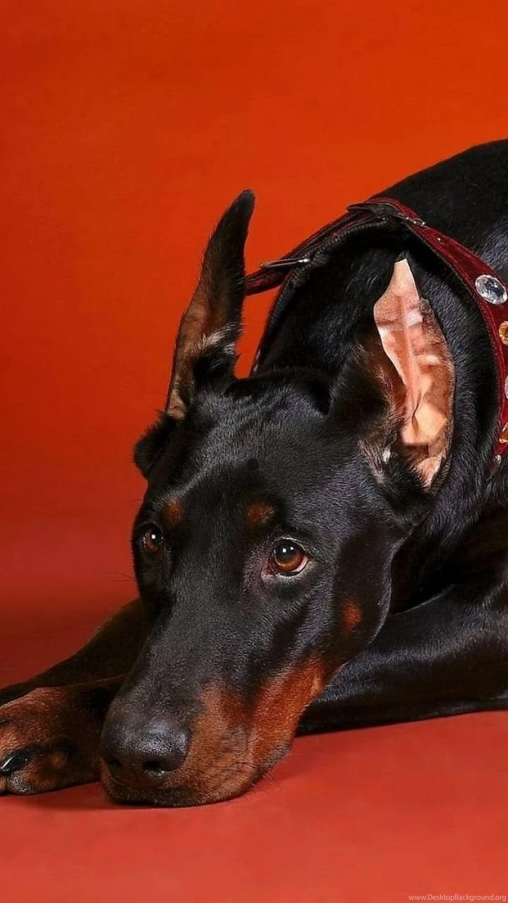 Download Wallpapers 720x1280 Doberman, Dog, Down, Big, Photoshoot ...