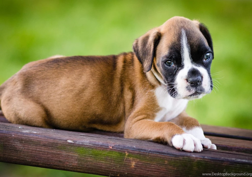 Dog Backgrounds, Best Friend, Dog Eye, Wallpapers Of Dog, Download ...