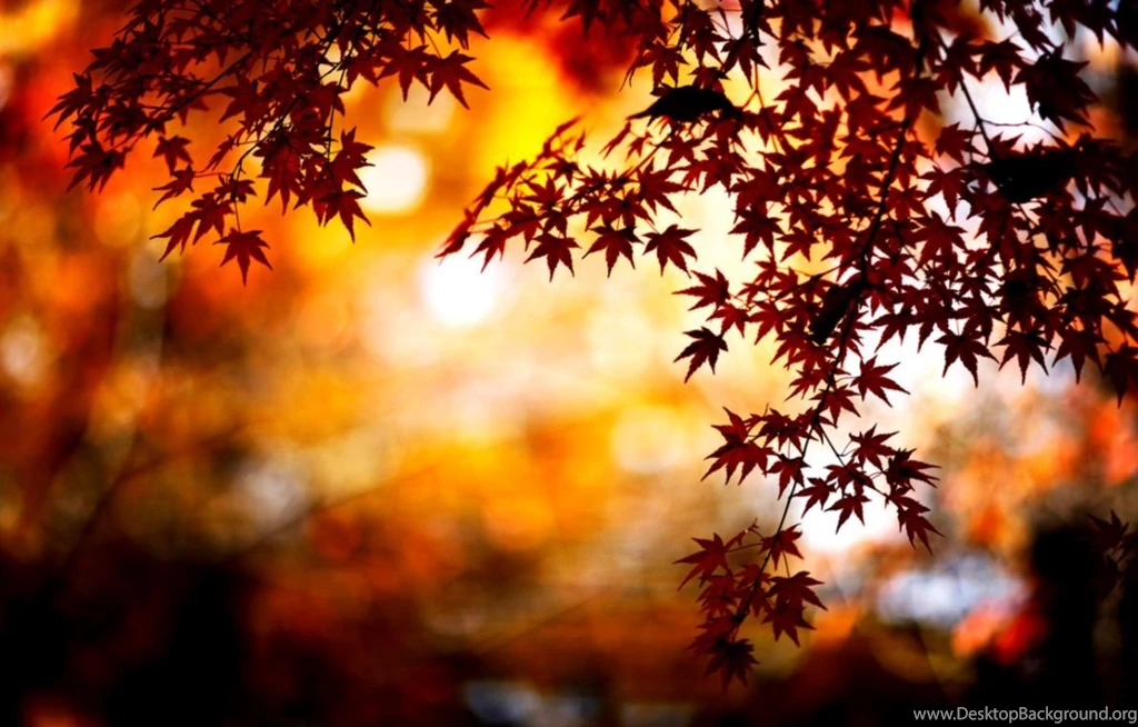 fall backgrounds tumblr desktop background