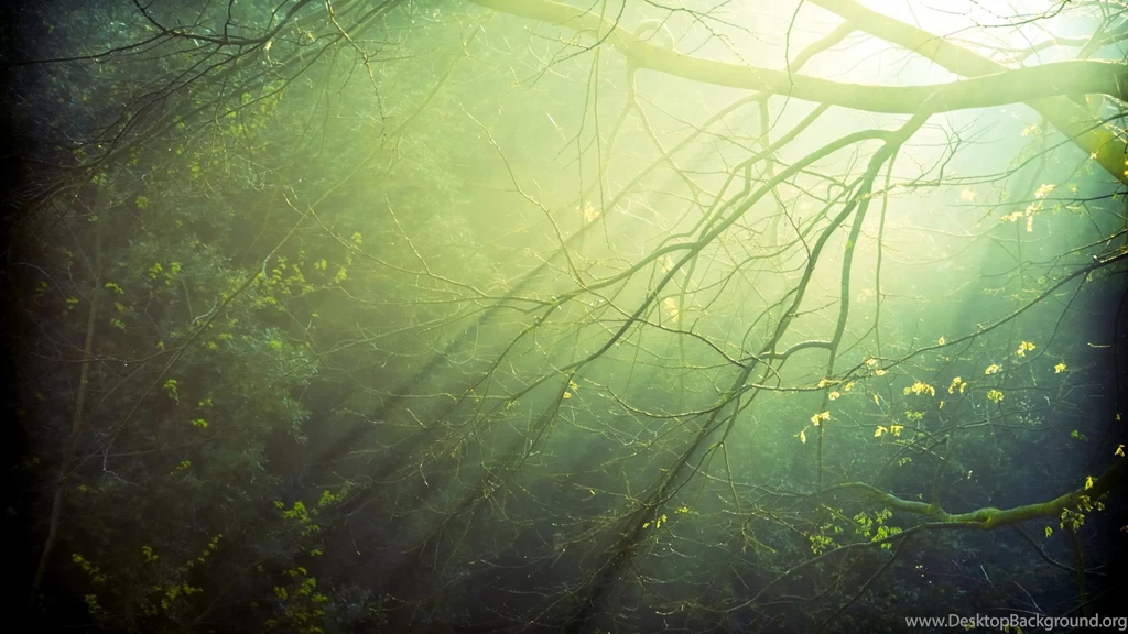 Free Computer Screensavers And Wallpapers Forest Branches Exposed ...