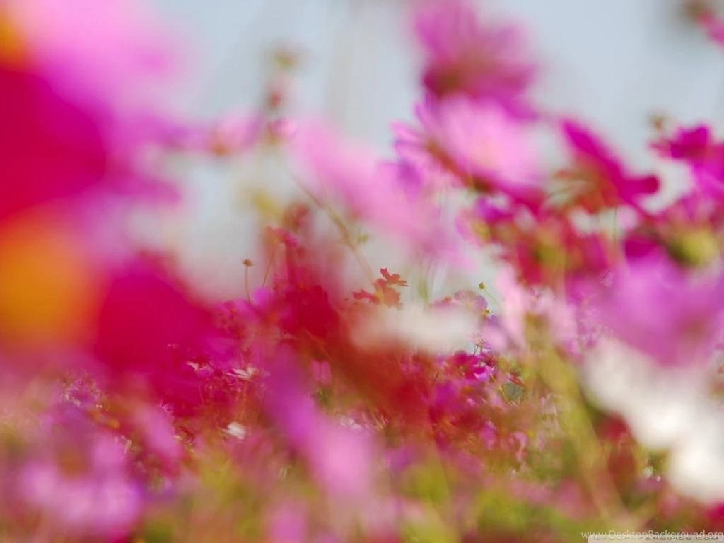 Pinkish HD Desktop Wallpapers : High Definition : Fullscreen : Mobile