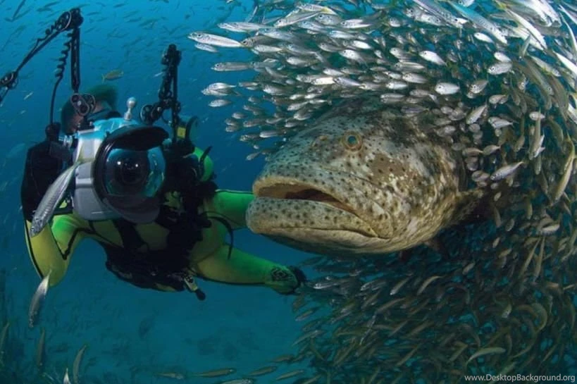 Funny Big Fish, Funny Big Fish Wallpaper, Funny Big Fish Picture ...