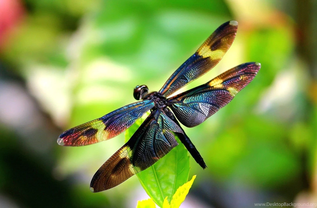 Dragonfly Computer Wallpapers, Desktop Backgrounds