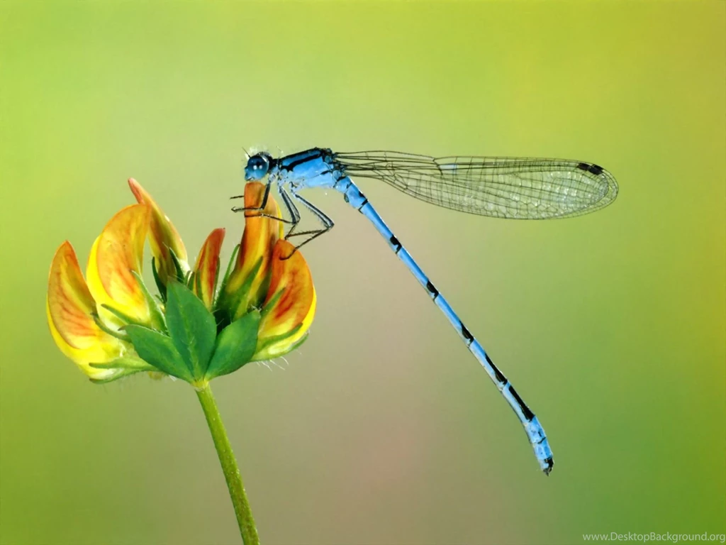 200 Dragonfly HD Wallpapers