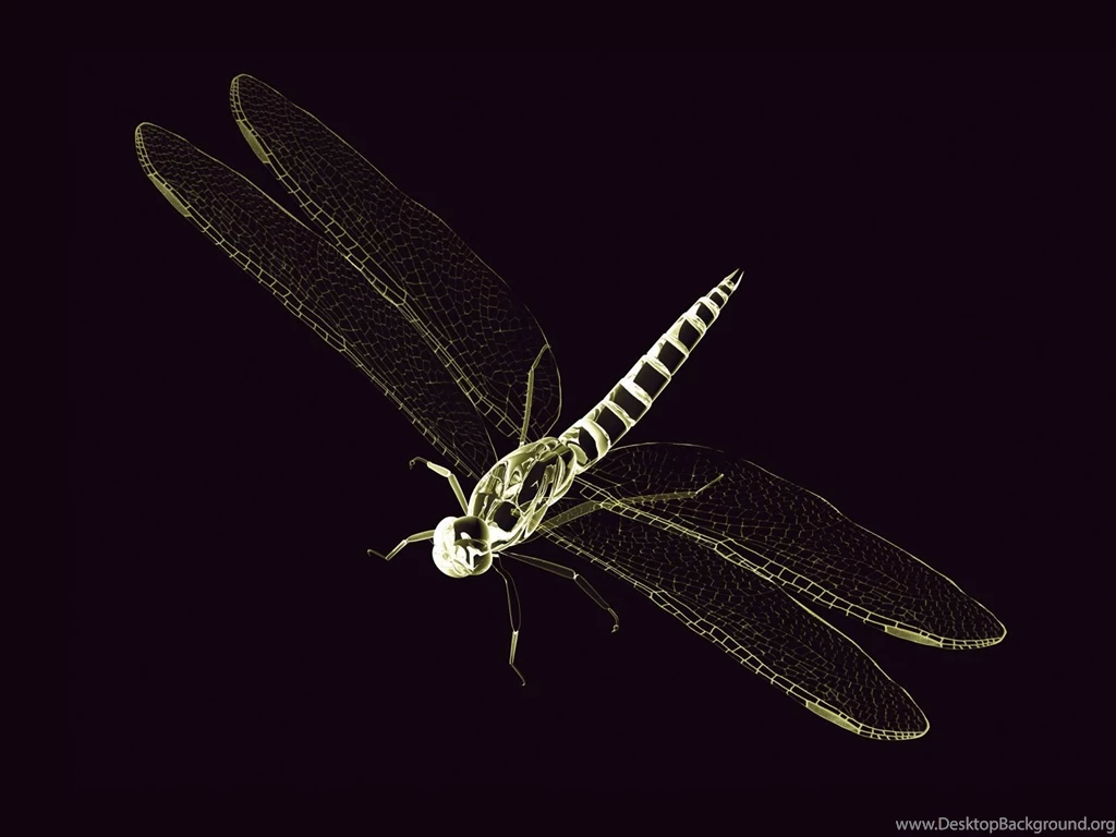 Dragonfly Backgrounds Wallpapers Cave