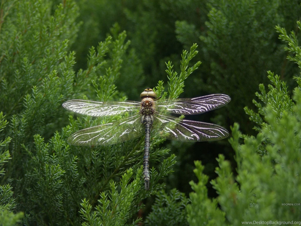 200 Dragonfly HD Wallpapers