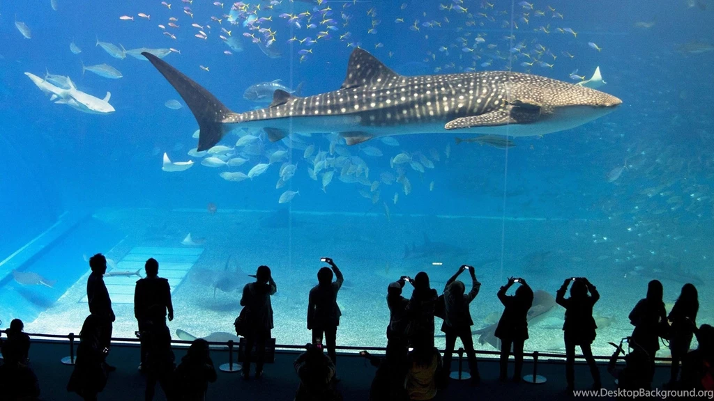 Big Fish In The Aquarium Wallpapers And Images Wallpapers ...