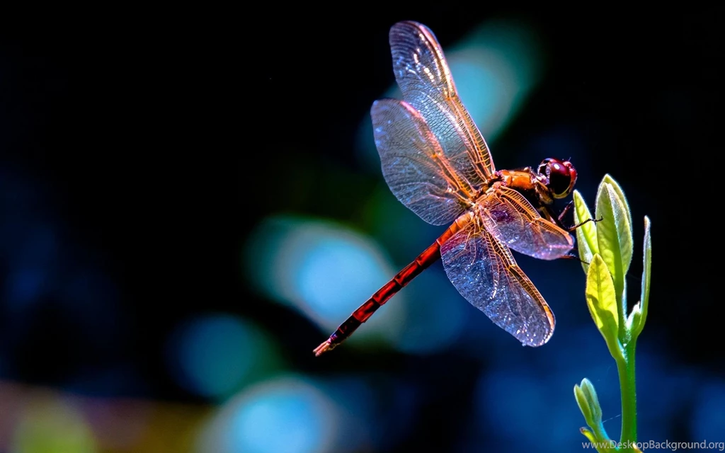 Dragonfly Computer Wallpapers, Desktop Backgrounds