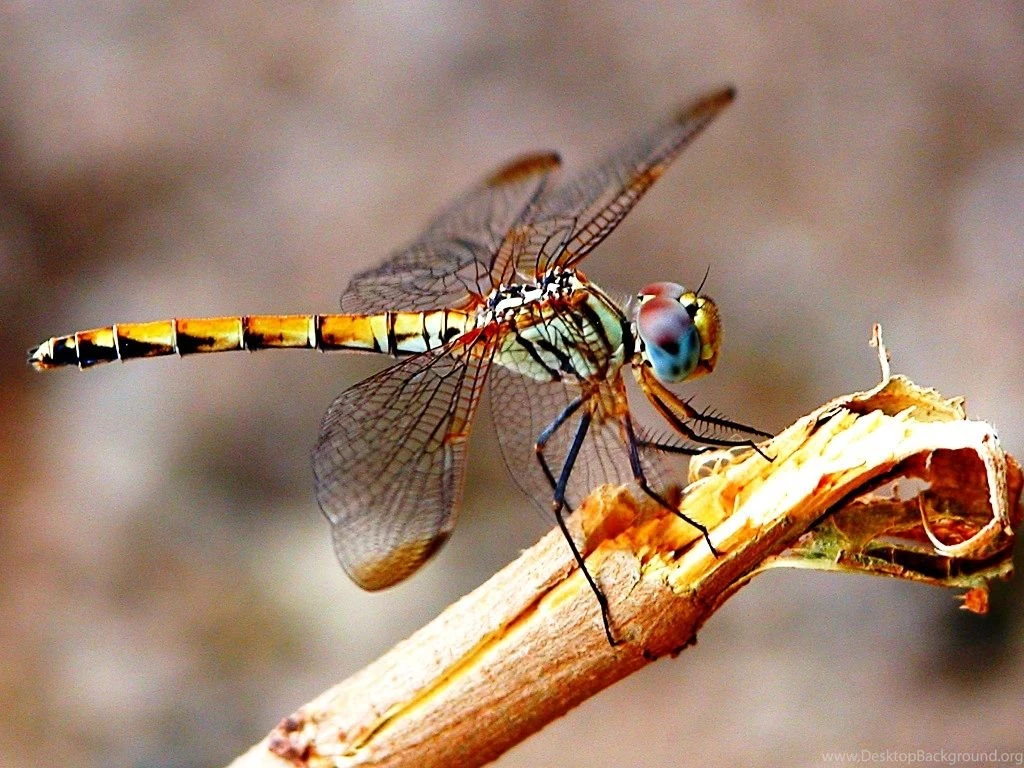 Desktop Backgrounds Beautiful Dragonfly Wallpaper.jpg