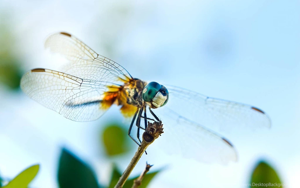 Wallpapers: Dragonfly Wallpapers