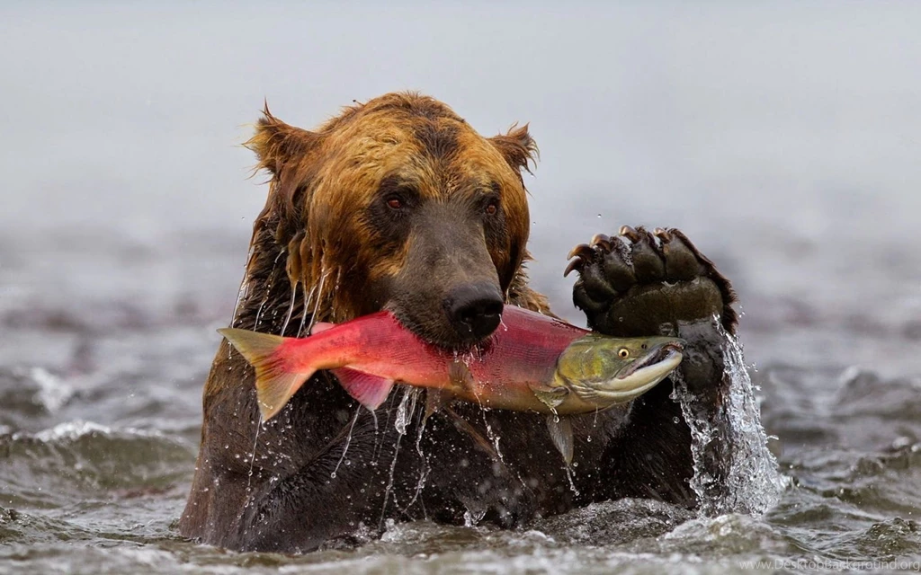 Grizzly Bear With Big Fish In Mouth