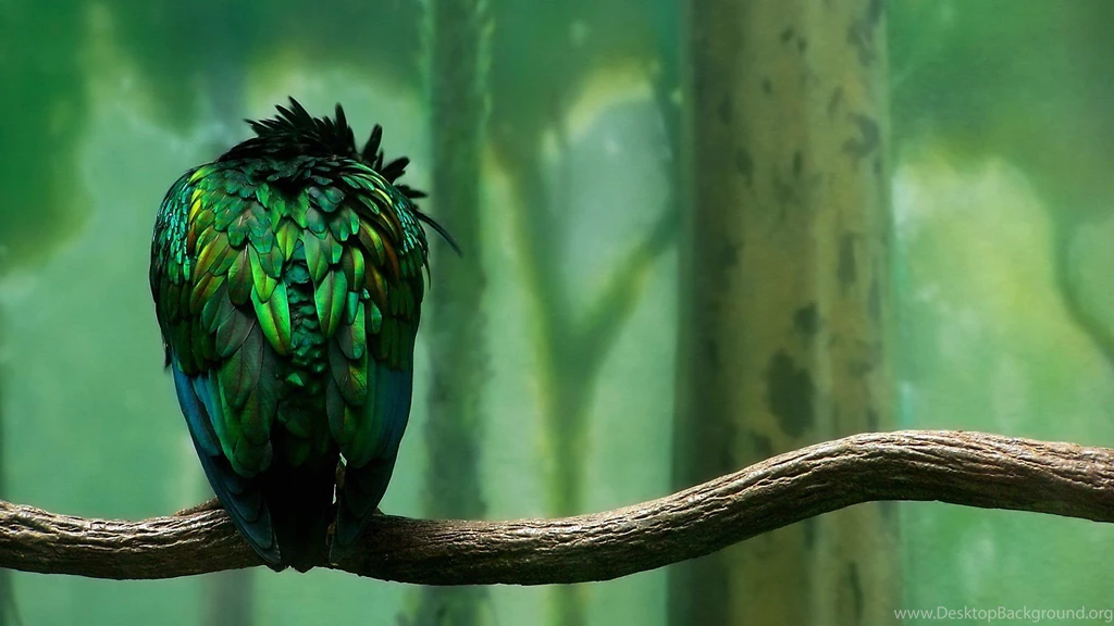 Wallpapers Green Bird From Back 1920 X 1080 Full Hd 1920 X 1080 ...