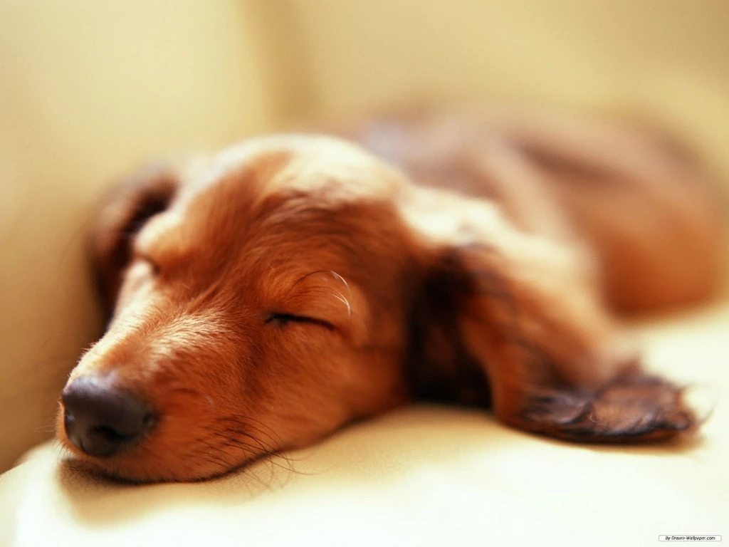 Free Wallpapers Free Animal Wallpapers Miniature Dachshund ...