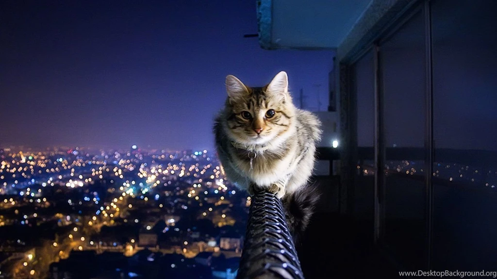 Cityscapes Cats Animals Monorail Kittens   Wallpapers (
