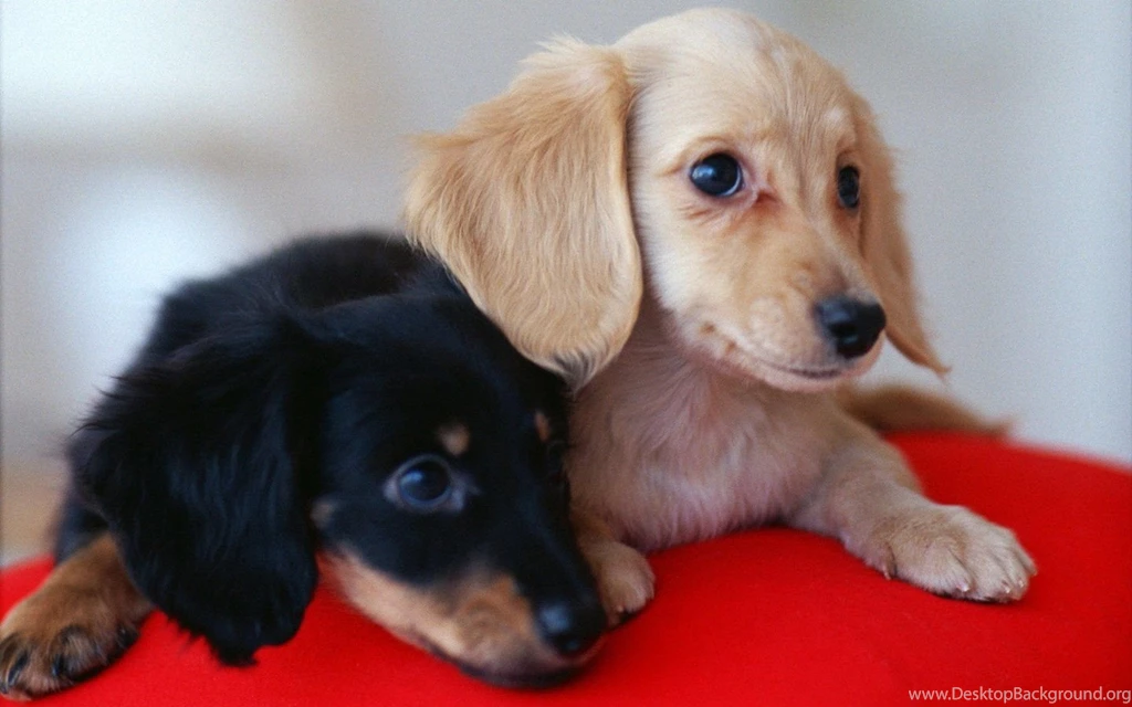 Dachshund Free Desktop Wallpapers