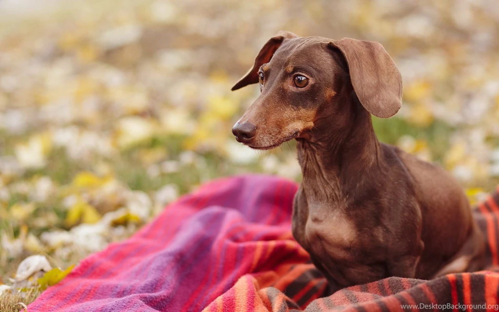 Dachshund Wallpapers   Wallpapers Cave